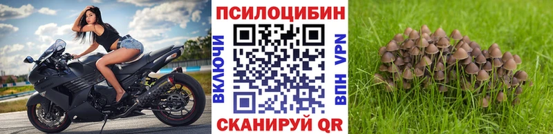 Галлюциногенные грибы Psilocybe  Купить где  Тара 